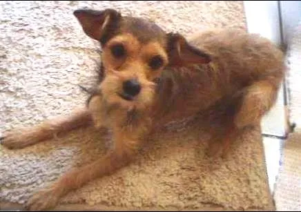 Cachorro ra a Indefinida idade 1 ano nome Berenice