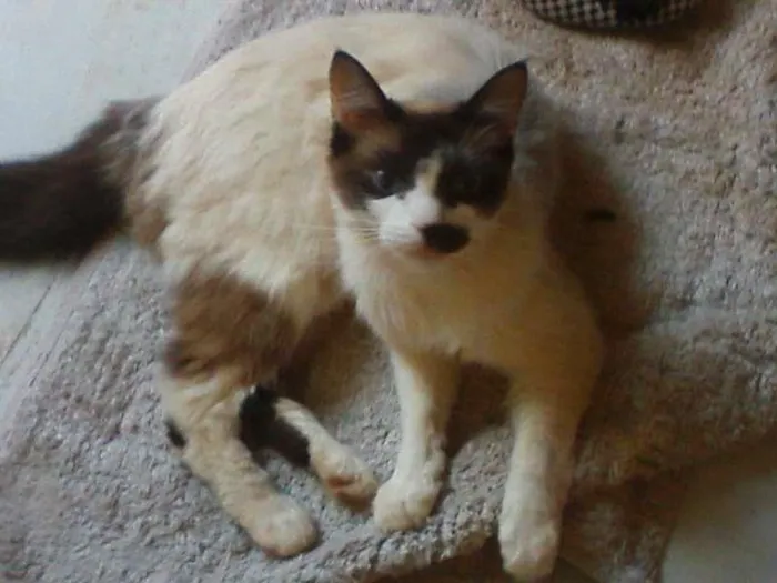 Gato ra a Indefinida idade 2 anos nome Lola