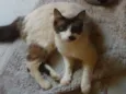 Lola