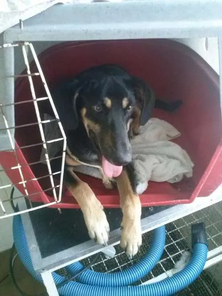 Cachorro ra a SRD idade 1 ano nome Django