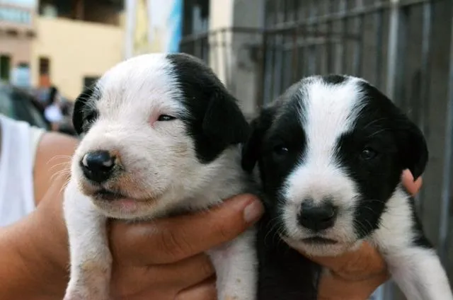 Cachorro ra a SRD idade Abaixo de 2 meses nome Sem nome.