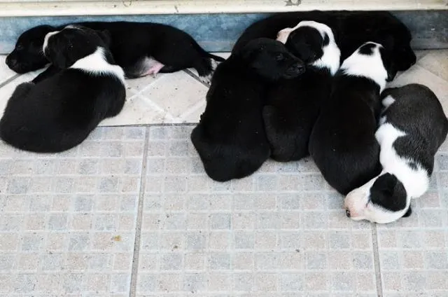 Cachorro ra a SRD idade Abaixo de 2 meses nome Sem nome.