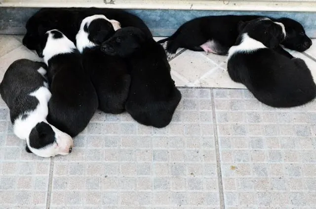 Cachorro ra a SRD idade Abaixo de 2 meses nome Sem nome.