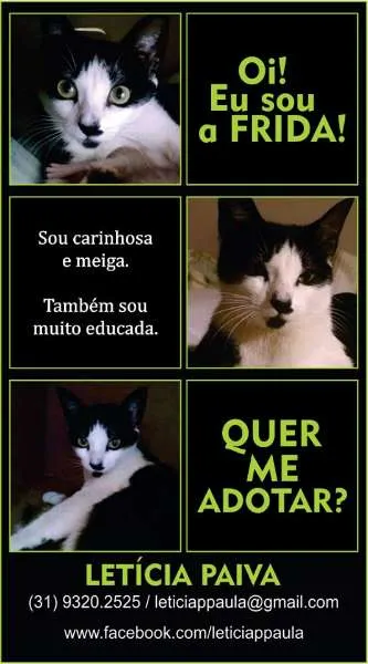 Gato raça SRD idade 1 ano nome Frida