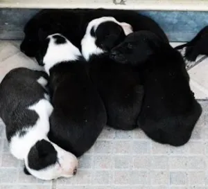 Cachorro raça SRD idade Abaixo de 2 meses nome Sem nome.