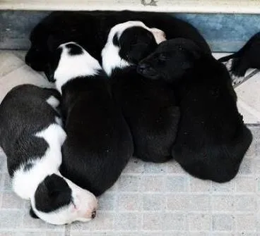 Cachorro ra a SRD idade Abaixo de 2 meses nome Sem nome.