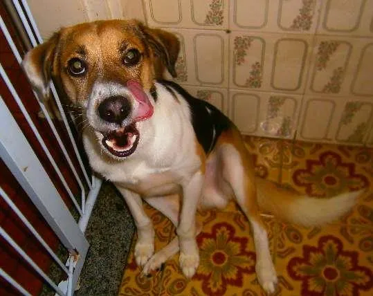 Cachorro ra a SRD idade 1 ano nome Paçoca