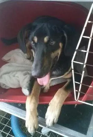 Cachorro ra a SRD idade 1 ano nome Django