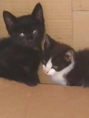 Gato raça srd idade Abaixo de 2 meses nome sem nome
