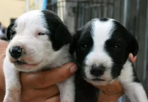Cachorro raça SRD idade Abaixo de 2 meses nome Sem nome.