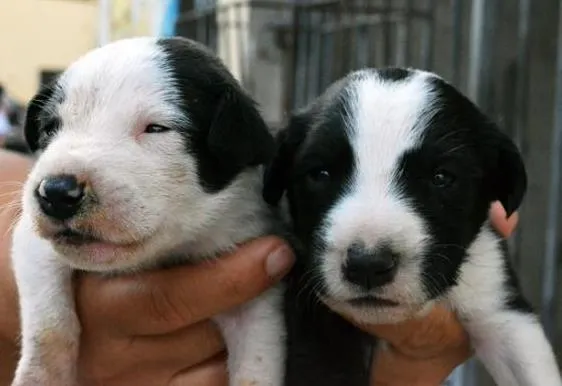 Cachorro ra a SRD idade Abaixo de 2 meses nome Sem nome.