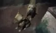 5 Lindos Cães
