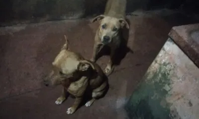 Cachorro ra a SRD idade  nome 5 Lindos Cães