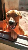 5 Lindos Cães