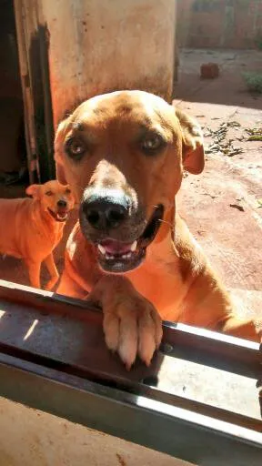 Cachorro ra a SRD idade  nome 5 Lindos Cães