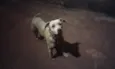 5 Lindos Cães