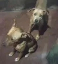 5 Lindos Cães