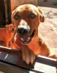 5 Lindos Cães