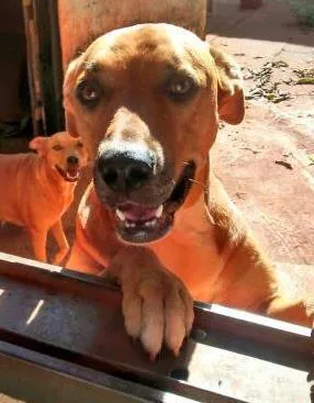 Cachorro ra a SRD idade  nome 5 Lindos Cães