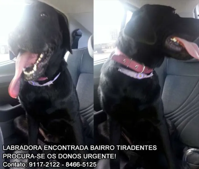 Cachorro ra a Labrador idade  nome Labradora