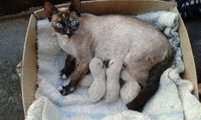Gato ra a  idade Abaixo de 2 meses nome Não sei