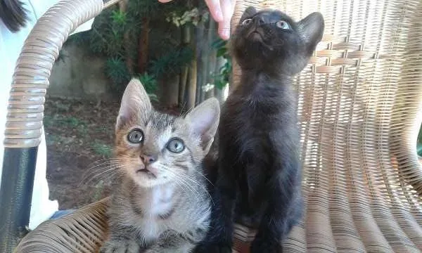 Gato ra a VIRA LATAS idade 2 a 6 meses nome MARRY, CRISTAL E MAIK