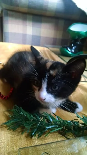 Gato ra a  idade 2 a 6 meses nome sem nome