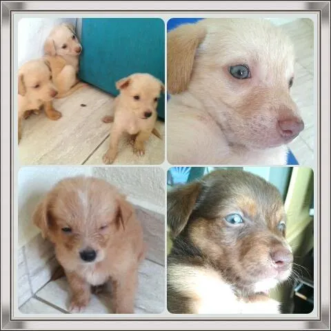 Cachorro ra a vira lata idade Abaixo de 2 meses nome mãe mel