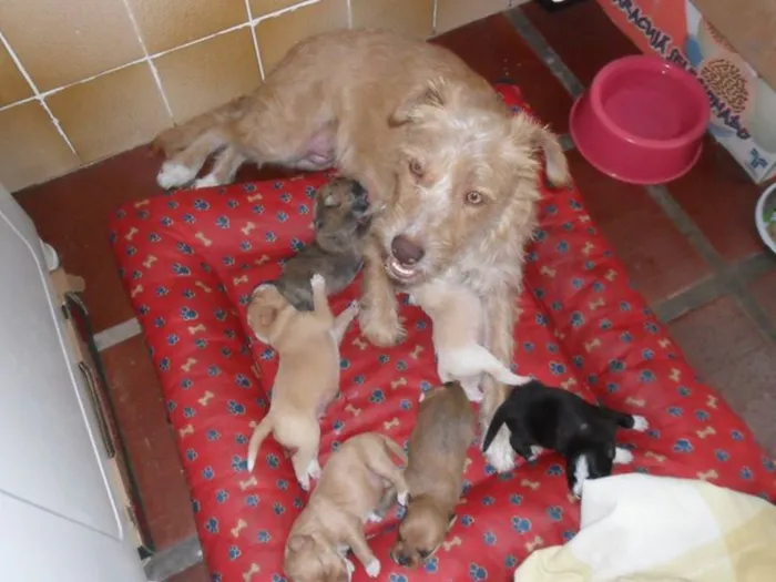 Cachorro ra a SRD idade Abaixo de 2 meses nome Vários