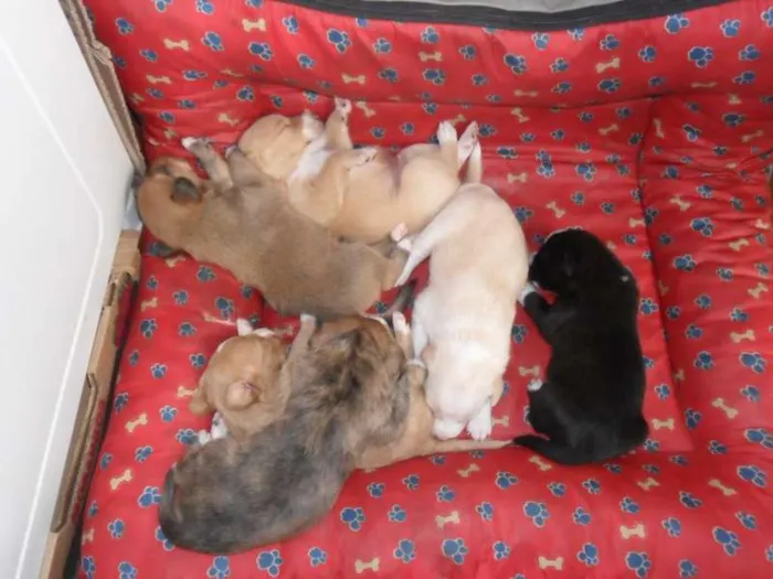 Cachorro ra a SRD idade Abaixo de 2 meses nome Vários