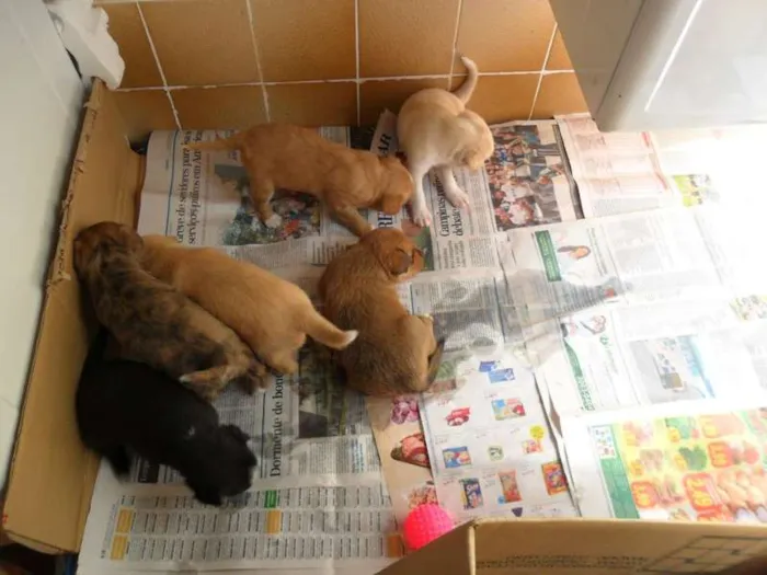 Cachorro ra a SRD idade Abaixo de 2 meses nome Vários