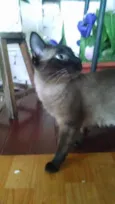 musthafa