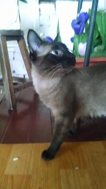 Gato ra a siamês idade 1 ano nome musthafa