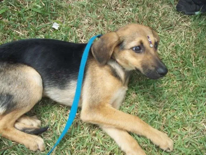 Cachorro ra a SRD idade 2 a 6 meses nome Mexerica