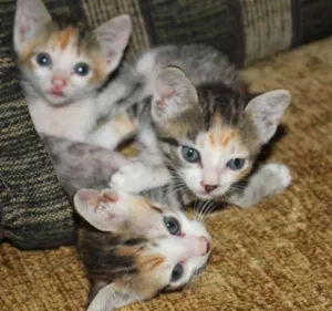 Gato raça SRD idade Abaixo de 2 meses nome SEM NOME