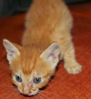 Gato raça SRD idade Abaixo de 2 meses nome SEM NOME