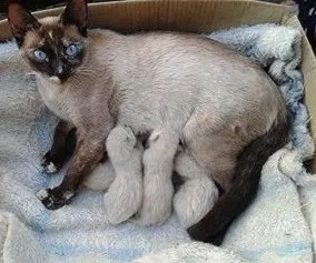 Gato ra a  idade Abaixo de 2 meses nome Não sei