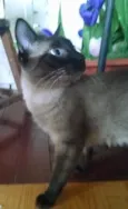 musthafa
