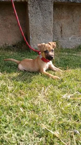 Cachorro ra a SRD idade 2 a 6 meses nome Freud