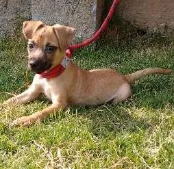 Cachorro raça SRD idade 2 a 6 meses nome Freud