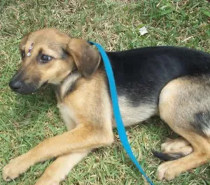 Cachorro raça SRD idade 2 a 6 meses nome Mexerica