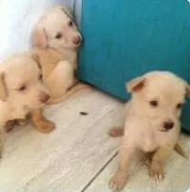 Cachorro raça vira lata idade Abaixo de 2 meses nome mãe mel