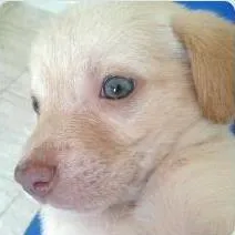 Cachorro ra a vira lata idade Abaixo de 2 meses nome mãe mel