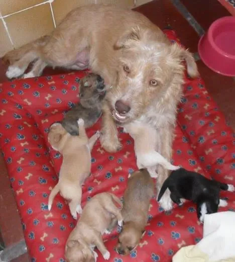 Cachorro ra a SRD idade Abaixo de 2 meses nome Vários