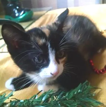Gato ra a  idade 2 a 6 meses nome sem nome
