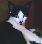 Gato raça SRD idade 1 ano nome Frida