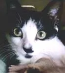 Gato raça SRD idade 1 ano nome Frida