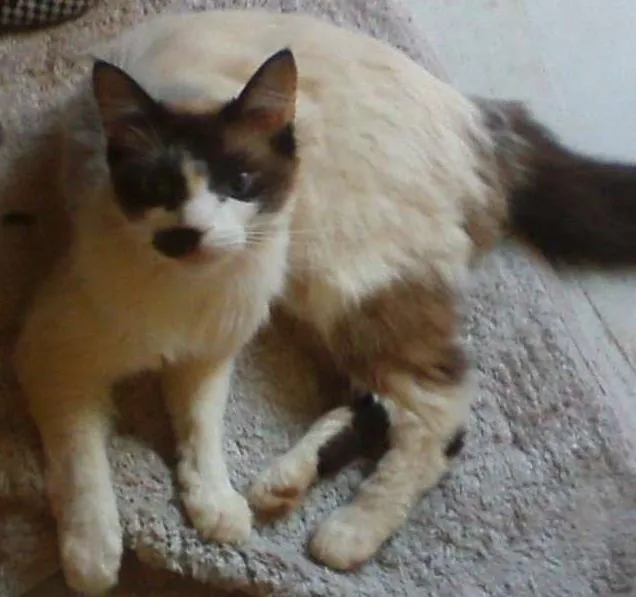 Gato ra a Indefinida idade 2 anos nome Lola