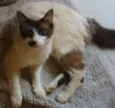 Lola