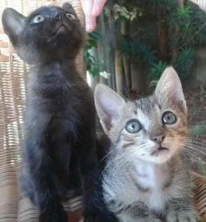 Gato raça VIRA LATAS idade 2 a 6 meses nome MARRY, CRISTAL E MAIK